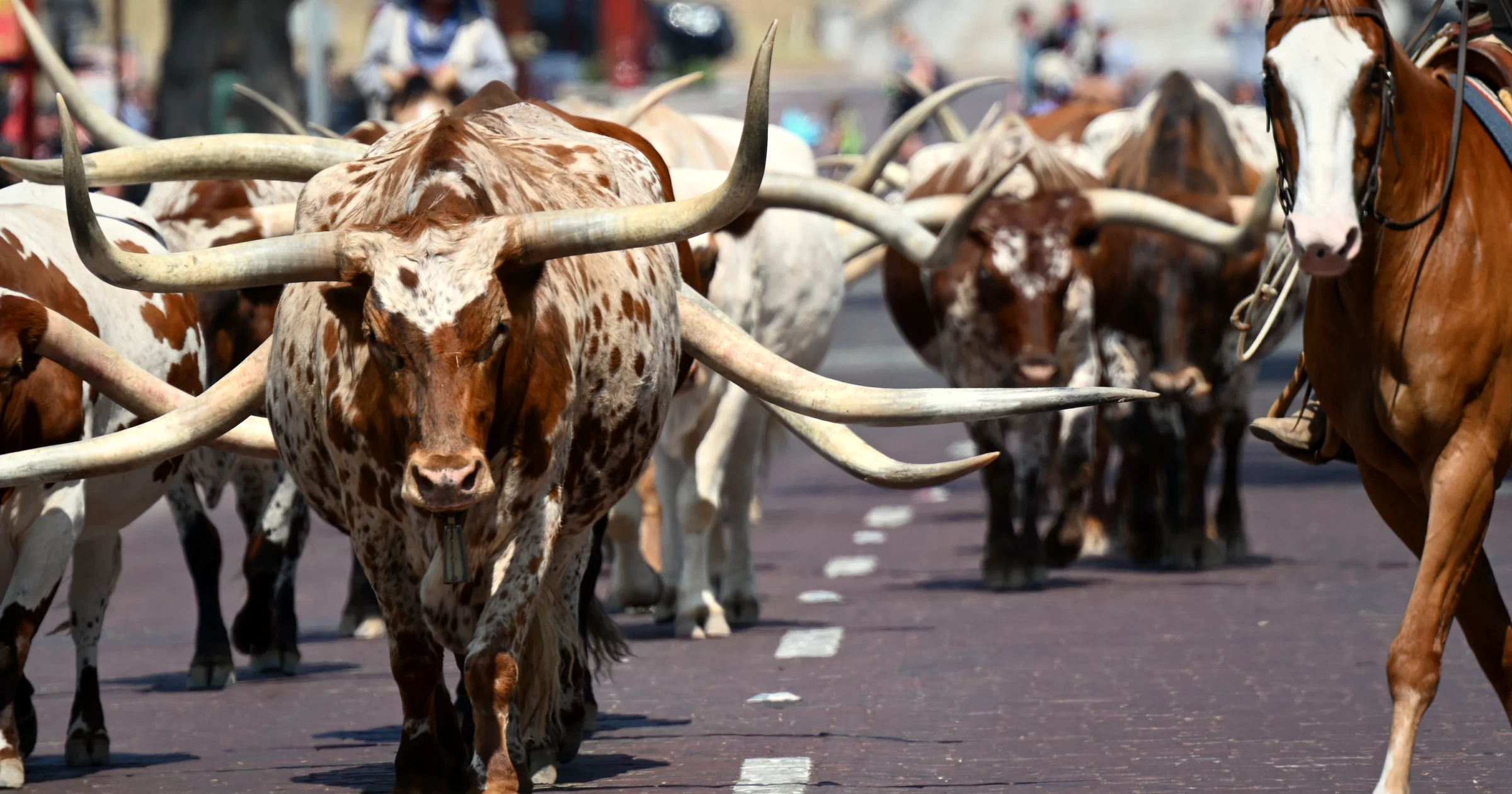 Texas Longhorn cattle walking down the brick street of the Fort Worth Stockyards in Fort Worth, Texas