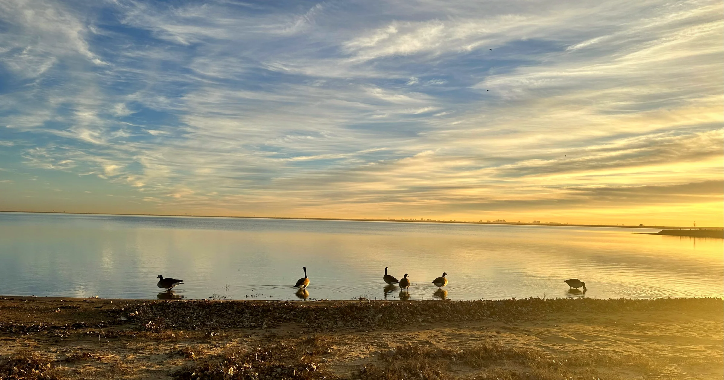 Sunset over Lewisville Lake in Lewisville, Texas, shorebirds on the sand under streaked golden clouds
